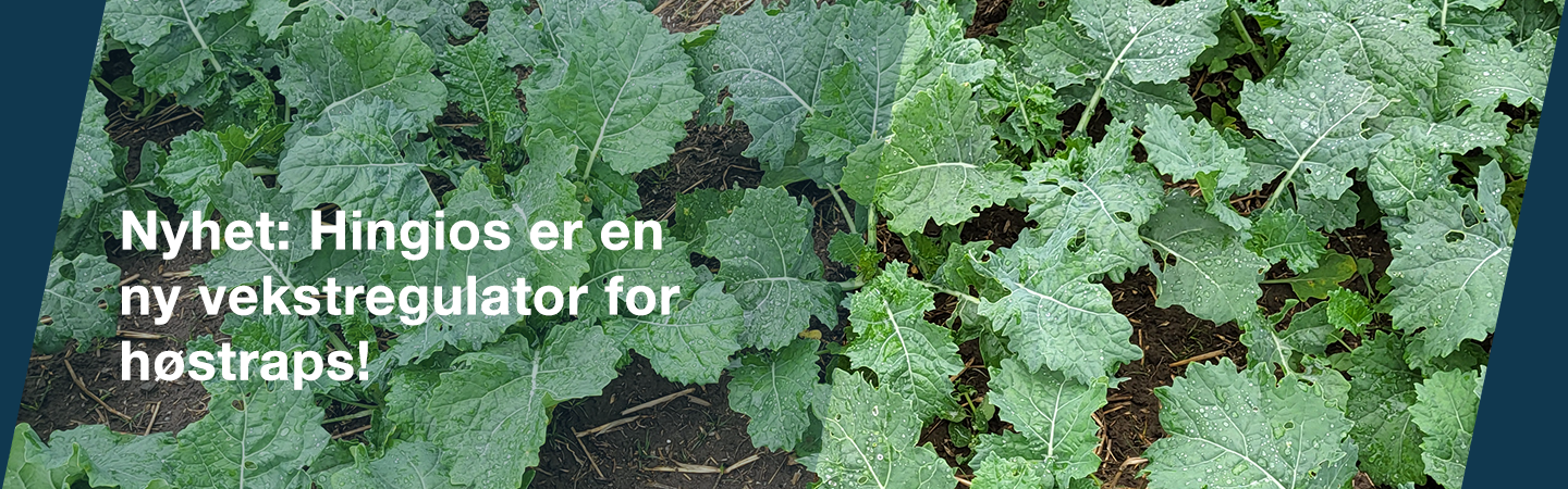 Hingios er en ny vekstregulator for høstraps